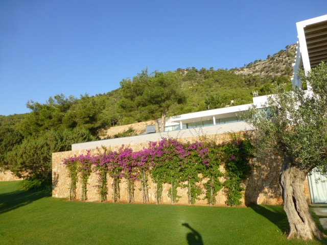 contruir jardin, cesped, olivo Denia