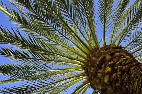 podar palmeras cerca de denia