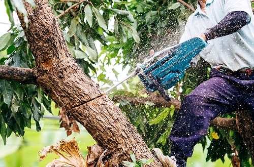 cortar arbol en denia