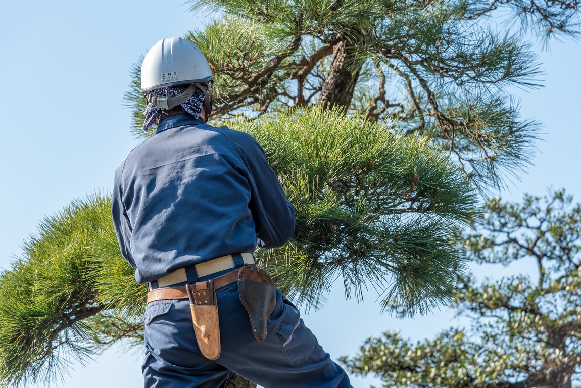 pruning pinetree